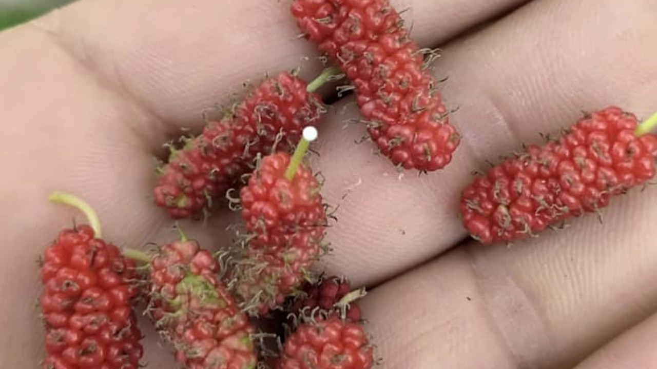 Tunceli’de dut ağacı mevsimi şaşırdı, ikinci kez meyve verdi
