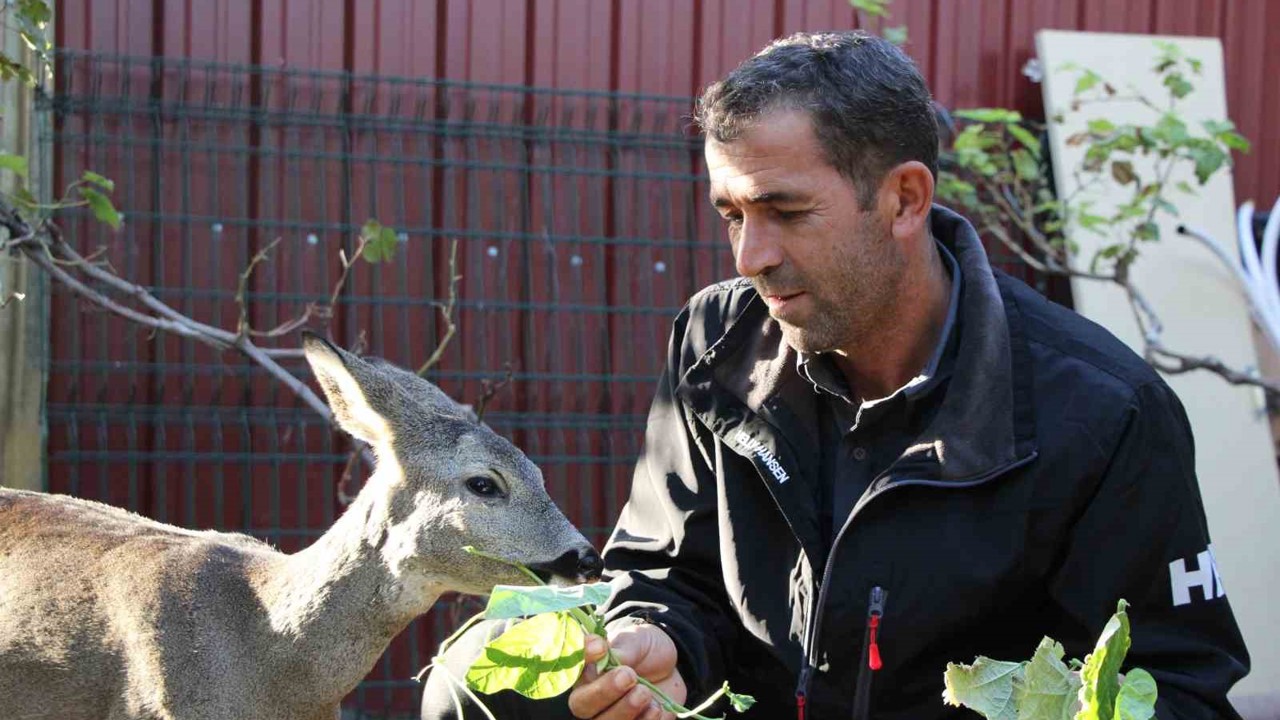 Çanakkale’de yangından kaçan karaca köyün maskotu oldu
