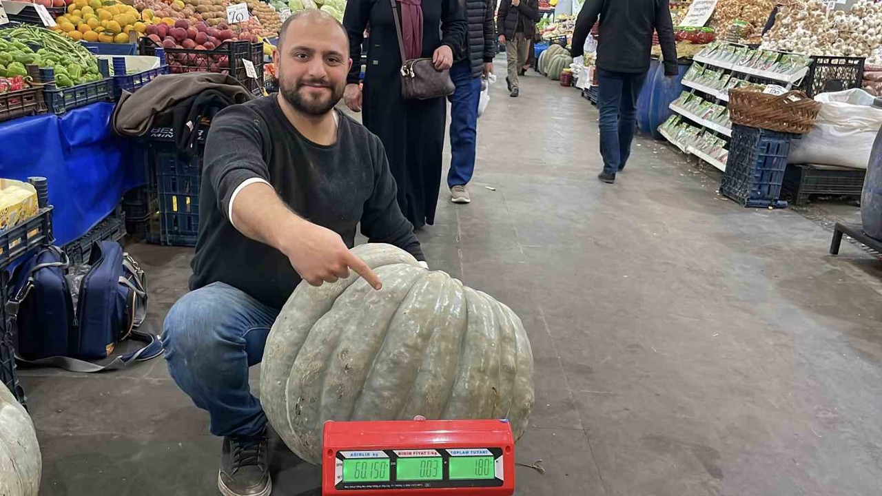 Ele avuca sığmayan 60 kiloluk bal kabağı el arabasıyla taşınıyor
