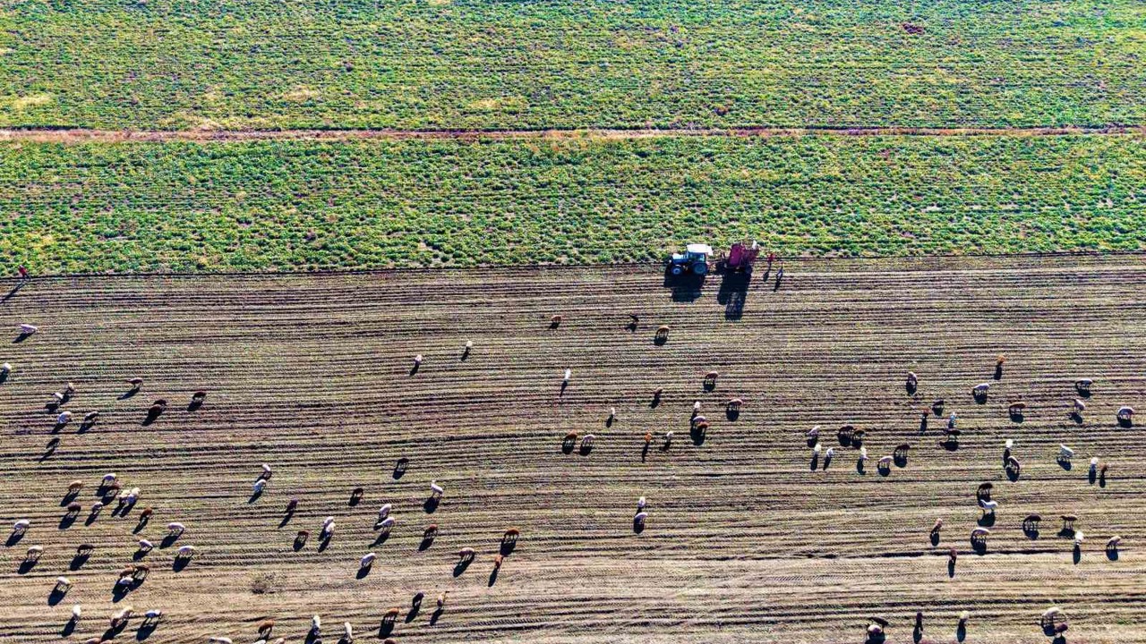 Muş Ovası’nda ’tatlı’ hasat devam ediyor
