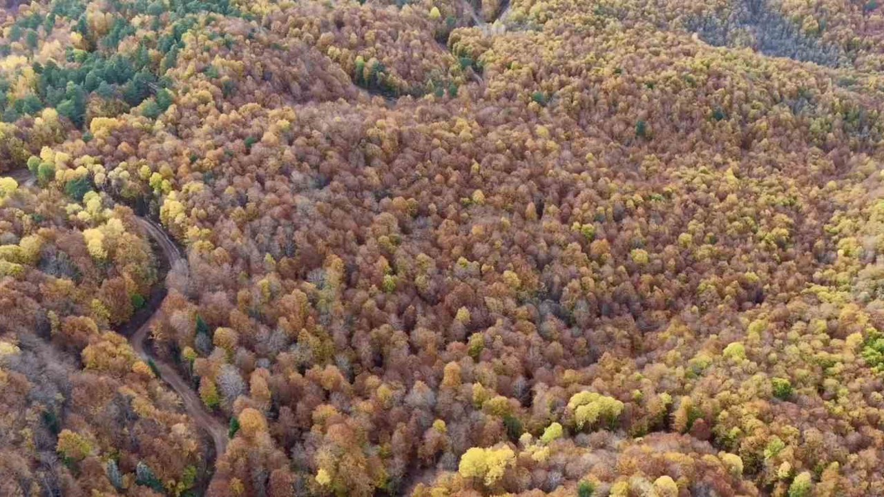 Bolu’da ormanlık alanlarda sonbahar güzelliği
