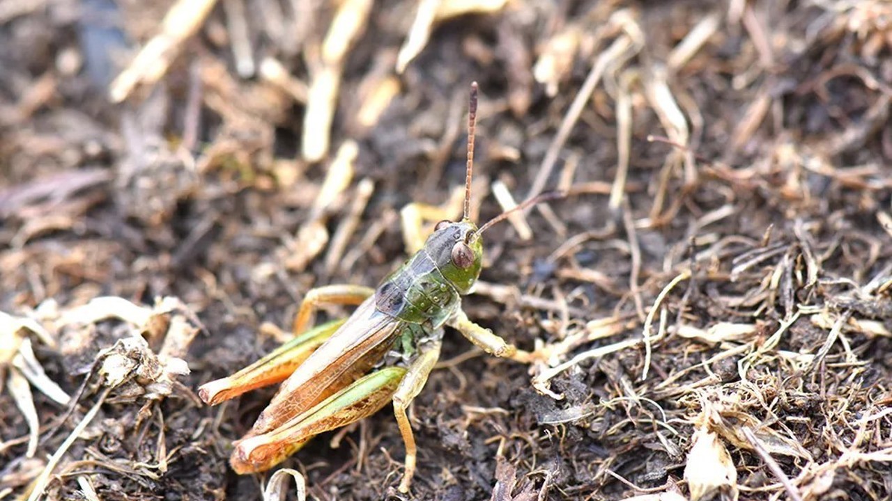 Bilim insanları yeni bir çekirge cinsi keşfetti
