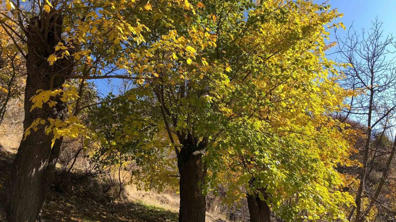 Arapgir’de sonbahar doğal güzelliğiyle görenleri hayran bıraktırıyor
