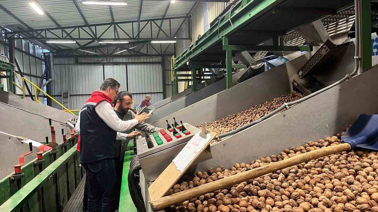 Tekirdağ’da ceviz ekim alanları genişliyor
