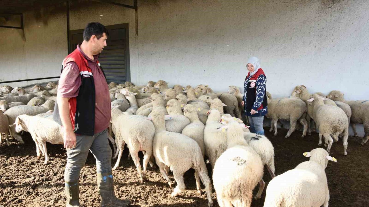 Aliağa’da hibe koyun ve koçlar üreticilere teslim edildi
