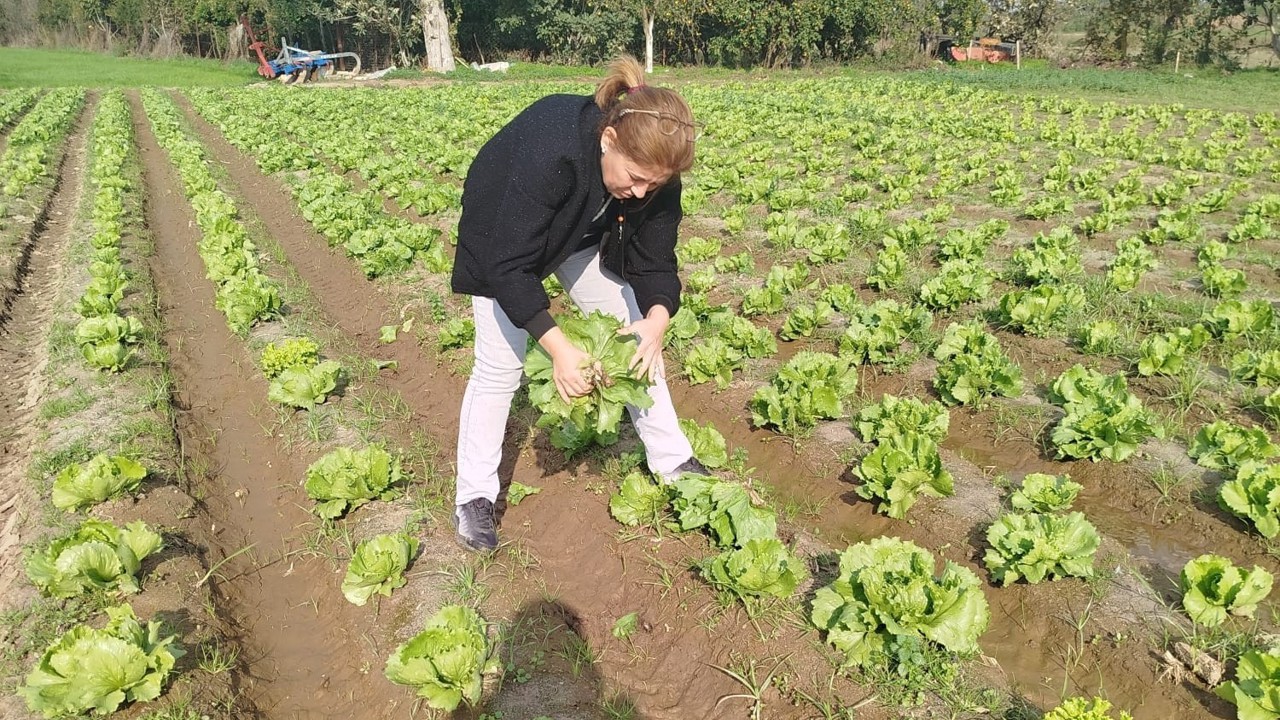 Söke’de gıda güvenliği için marul tarlalarında numune alındı
