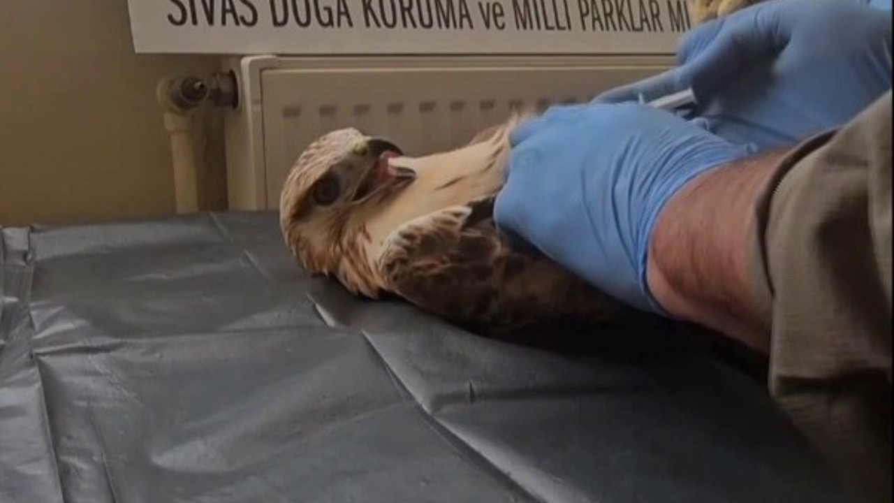 Sivas’ta bitkin halde bulunan şahin, yeniden doğaya salındı

