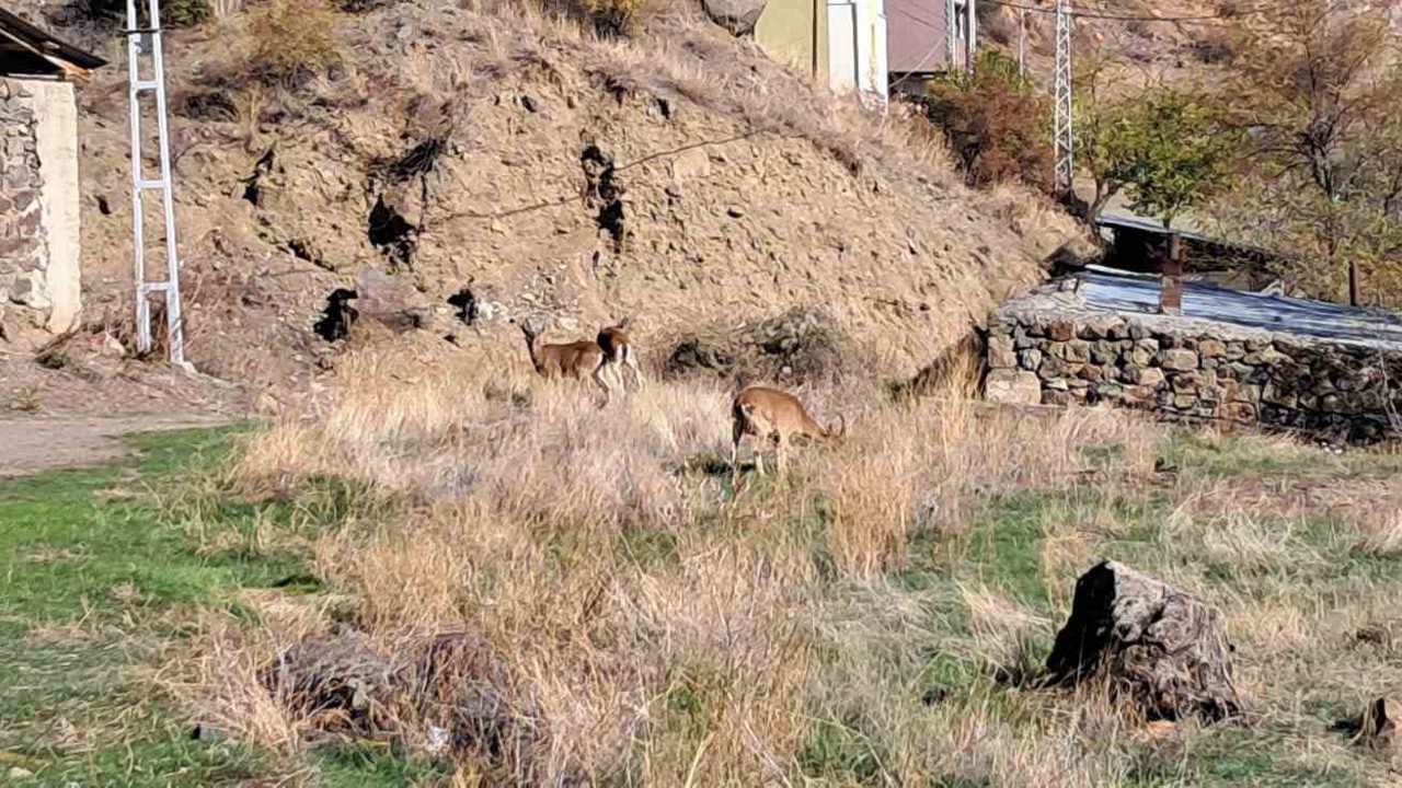 Köyde yaban keçileri özgürce otluyor
