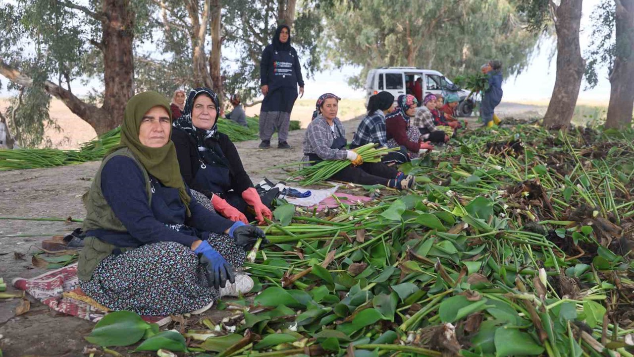 İstilacı su sümbülleri depremzede kadınların ellerinde sanat eserine dönüşüyor
