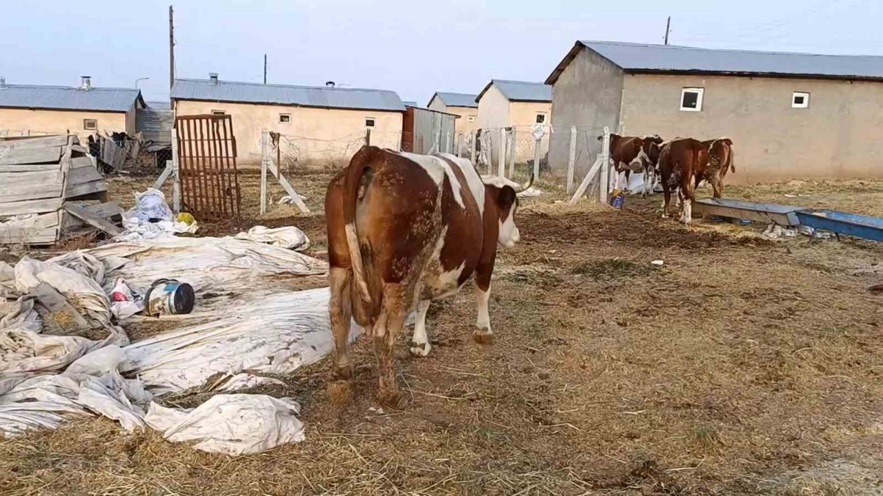 Elazığ’da şap hastalığı ve ölümler üreticiyi zorluyor
