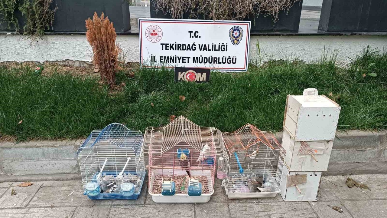 Tekirdağ’da yasa dışı hayvan üretimine ağır ceza

