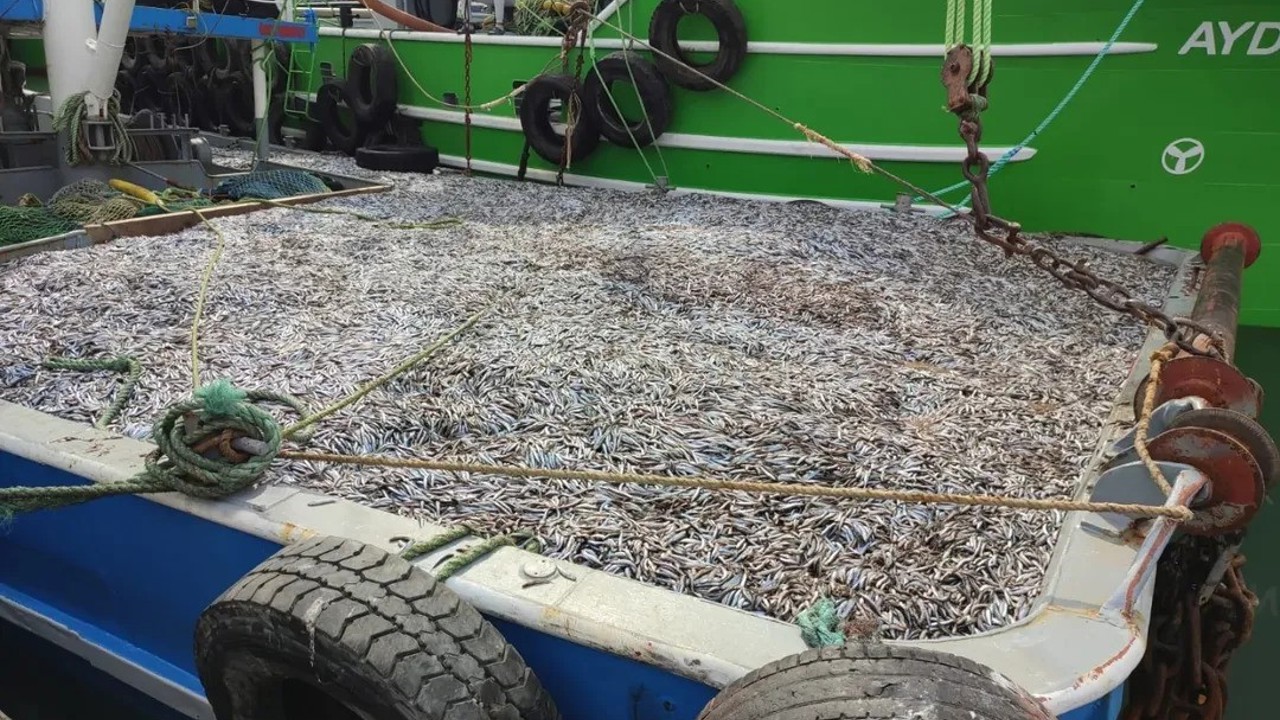 Sinop’ta hamsi denetimleri
