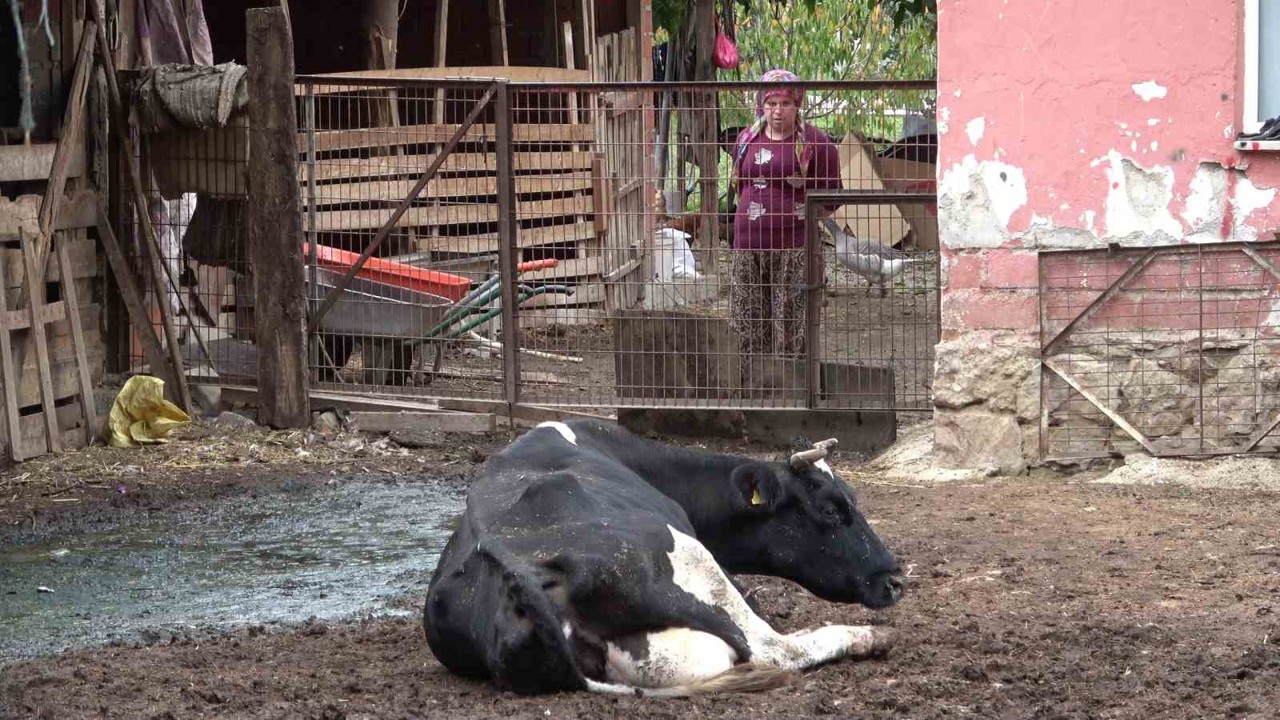 Şapa karşı en radikal koruma aşı: Aşılamayı ihmal etmeyin
