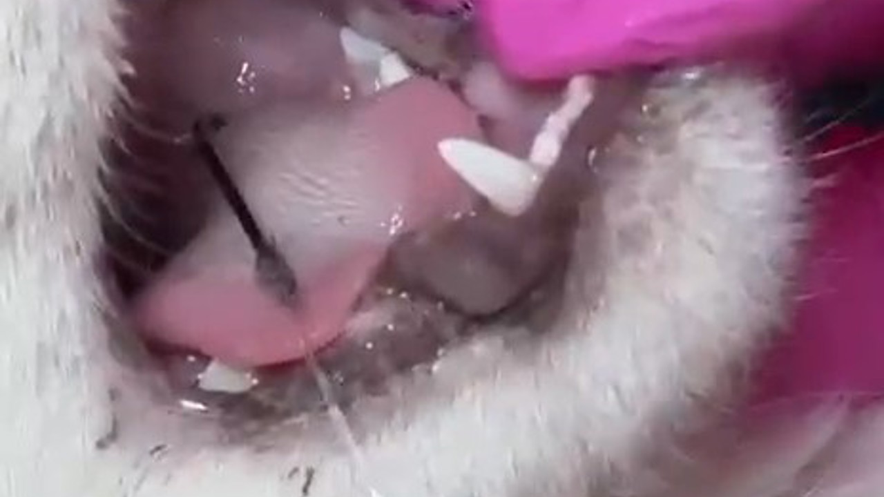 Balık artıklarını yemek isteyen kedinin ağzı ve ayağına olta kancası battı
