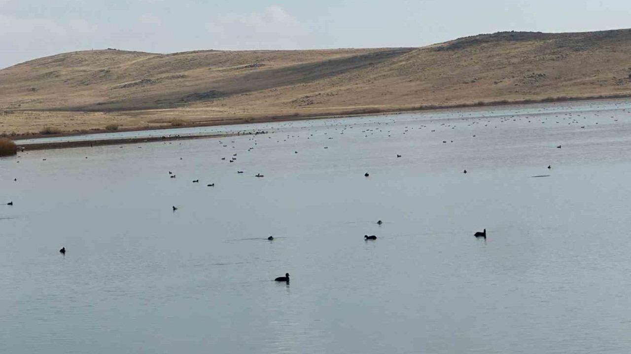 Köyceğiz Göleti’nde yaban ördeklerinden görsel şölen
