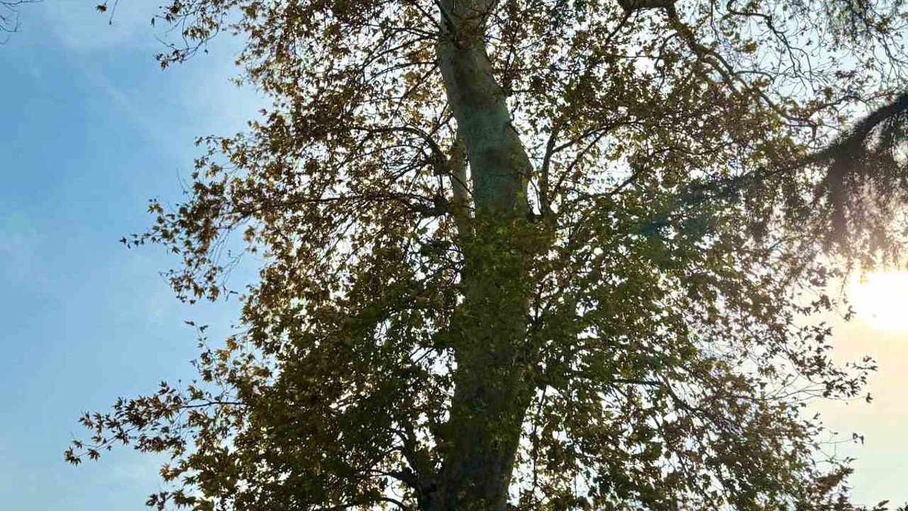 Asırlık çınar ağacının koruma altına alınması bekleniyor
