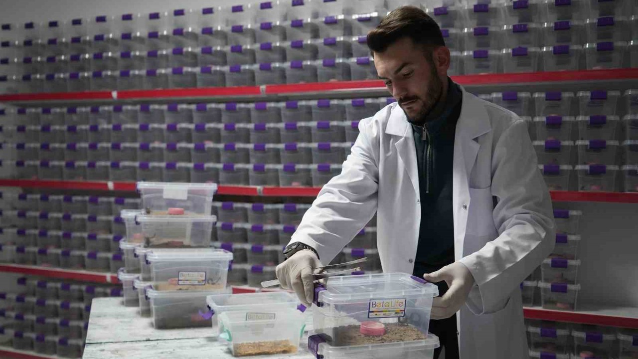 Niğde’den dünyaya ’akrep zehri’ ihracatı
