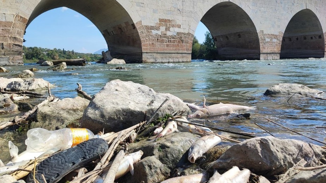 Ceyhan Nehri’ndeki toplu balık ölümlerinin nedeni ağır metal çıkmadı
