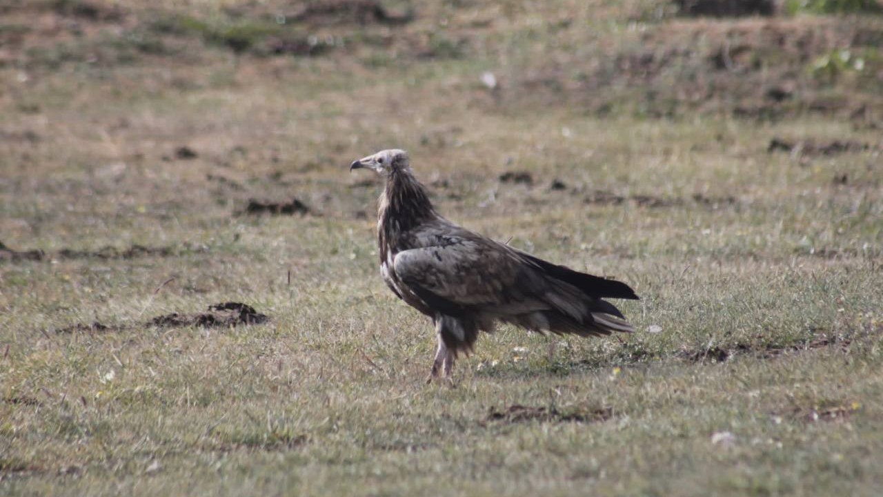 Bayburt’ta nesli tehlike altında olan Mısır Akbabası görüldü
