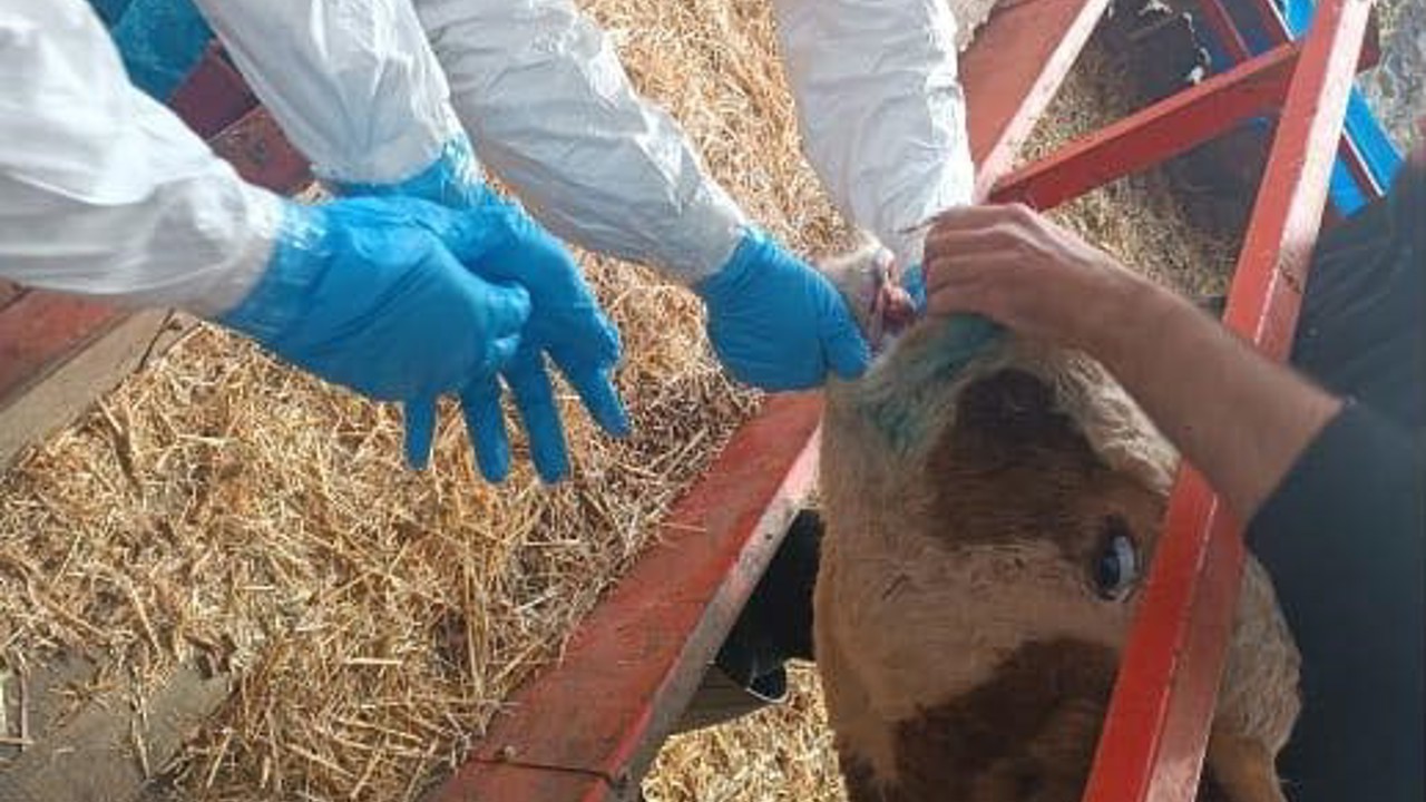 Nazilli’de şap hastalığıyla mücadele sürüyor
