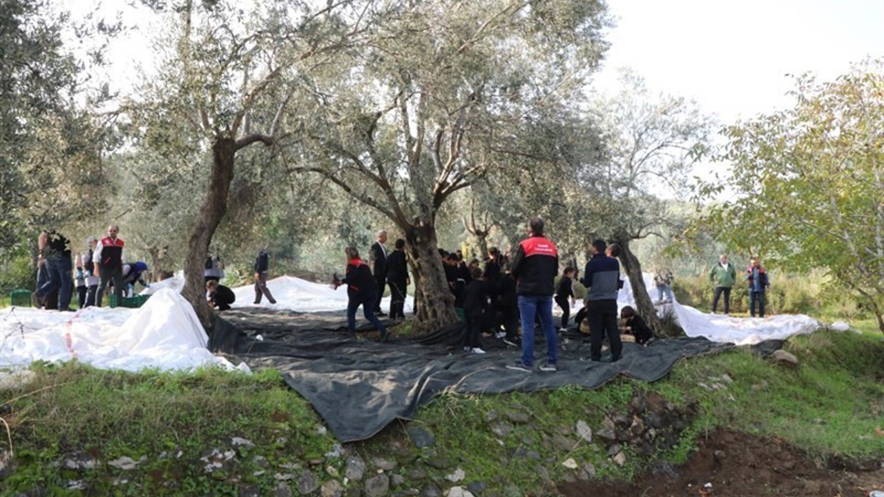 Geleceğin çiftçileri zeytin hasadında
