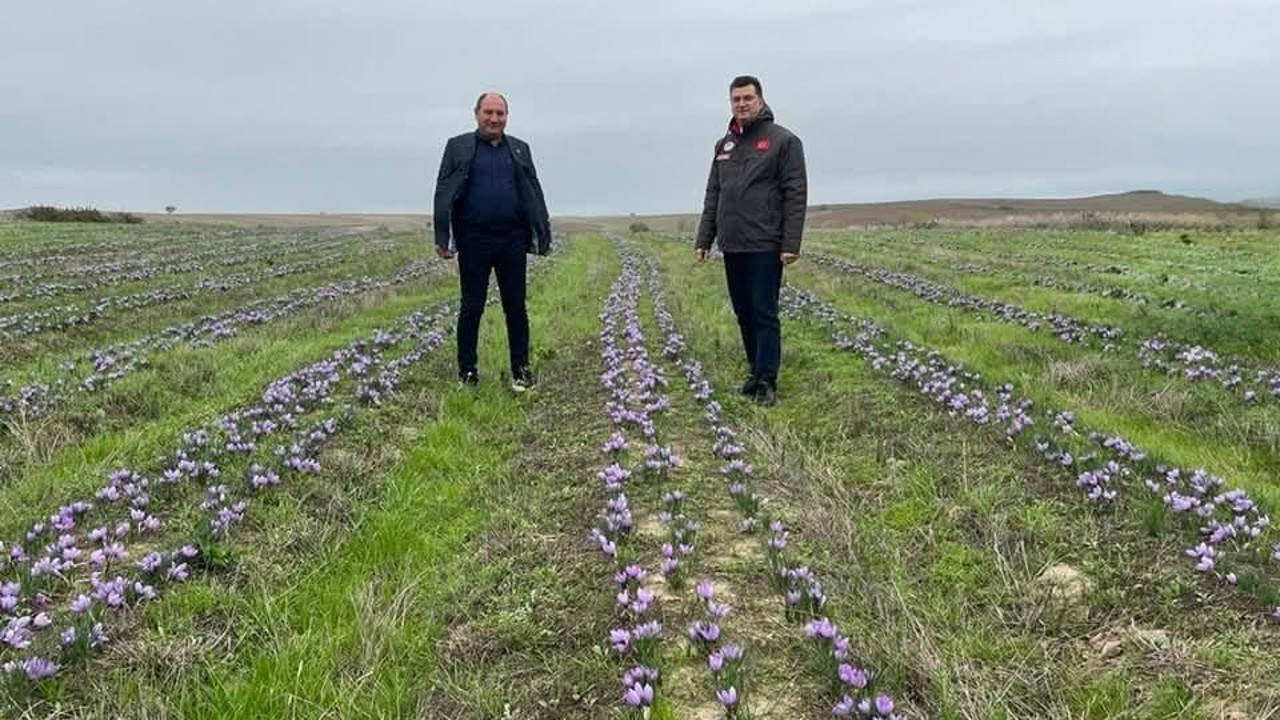 Tekirdağ’da safran üretimi yaygınlaşıyor
