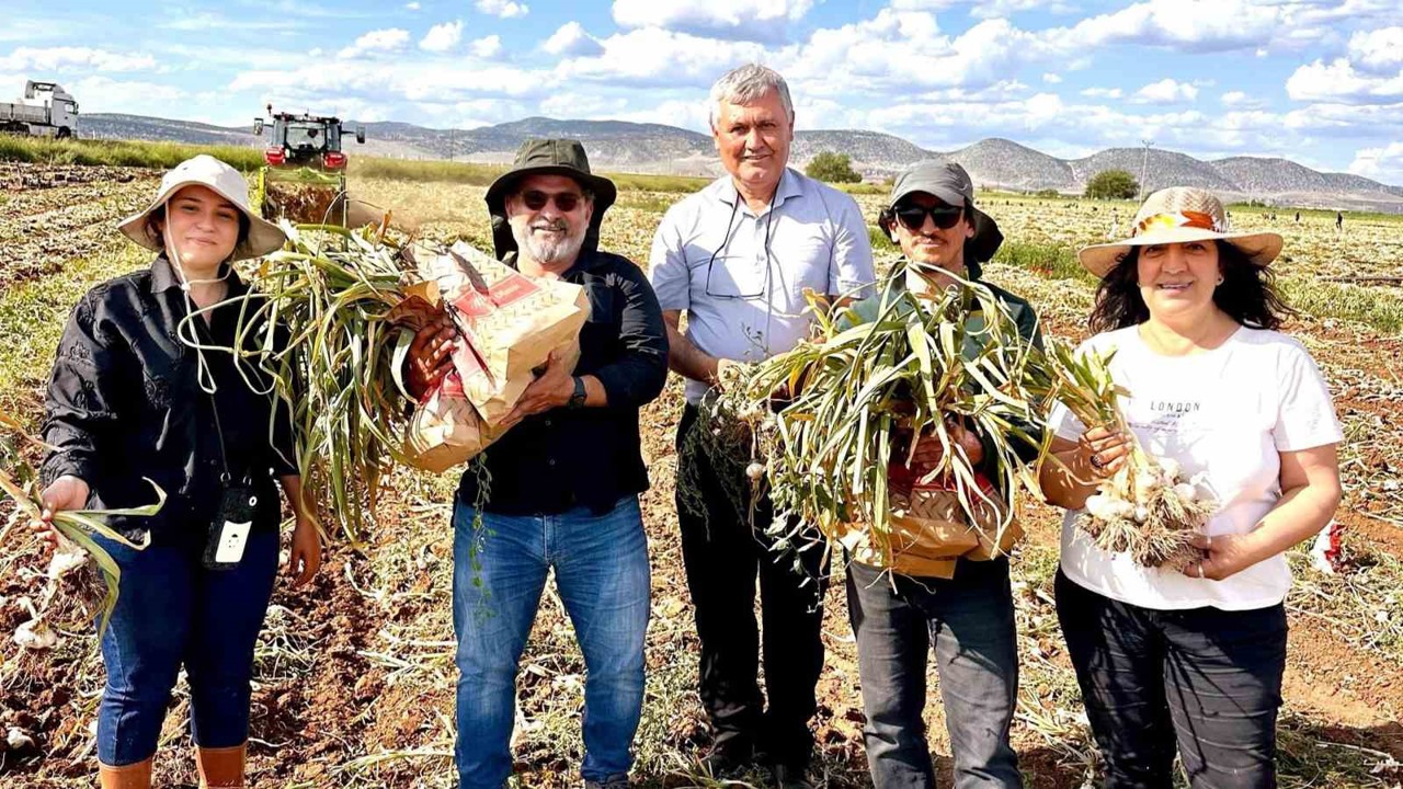 KBÜ, sarımsakta Fusarium hastalıklarına karşı bilimsel çözüm geliştirdi
