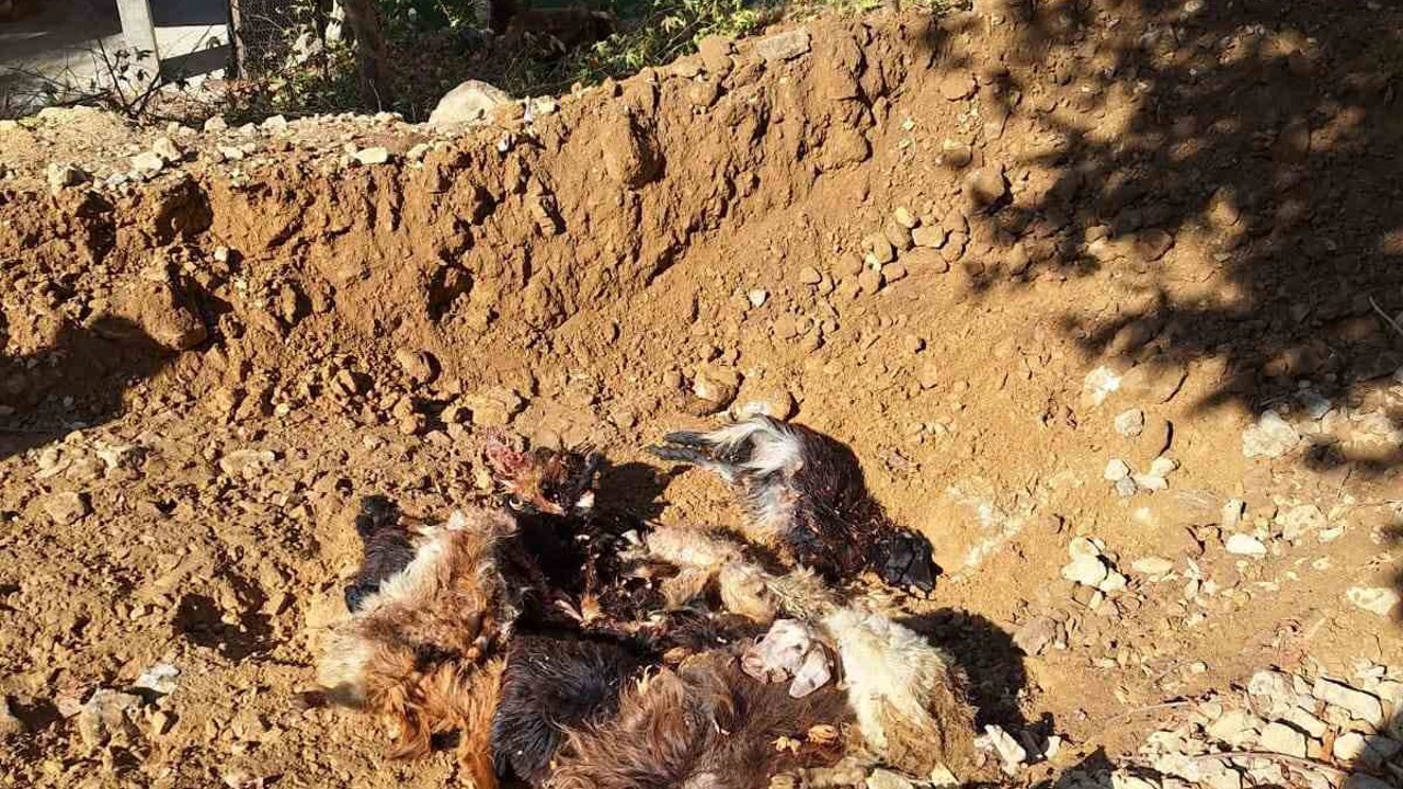Batman’da kurtlar ağıla girerek 10 adet küçükbaş telef etti
