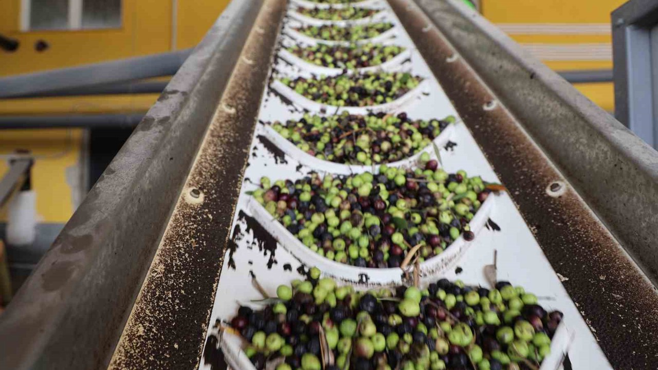 Adana’da zeytinin yağ yolculuğu başladı
