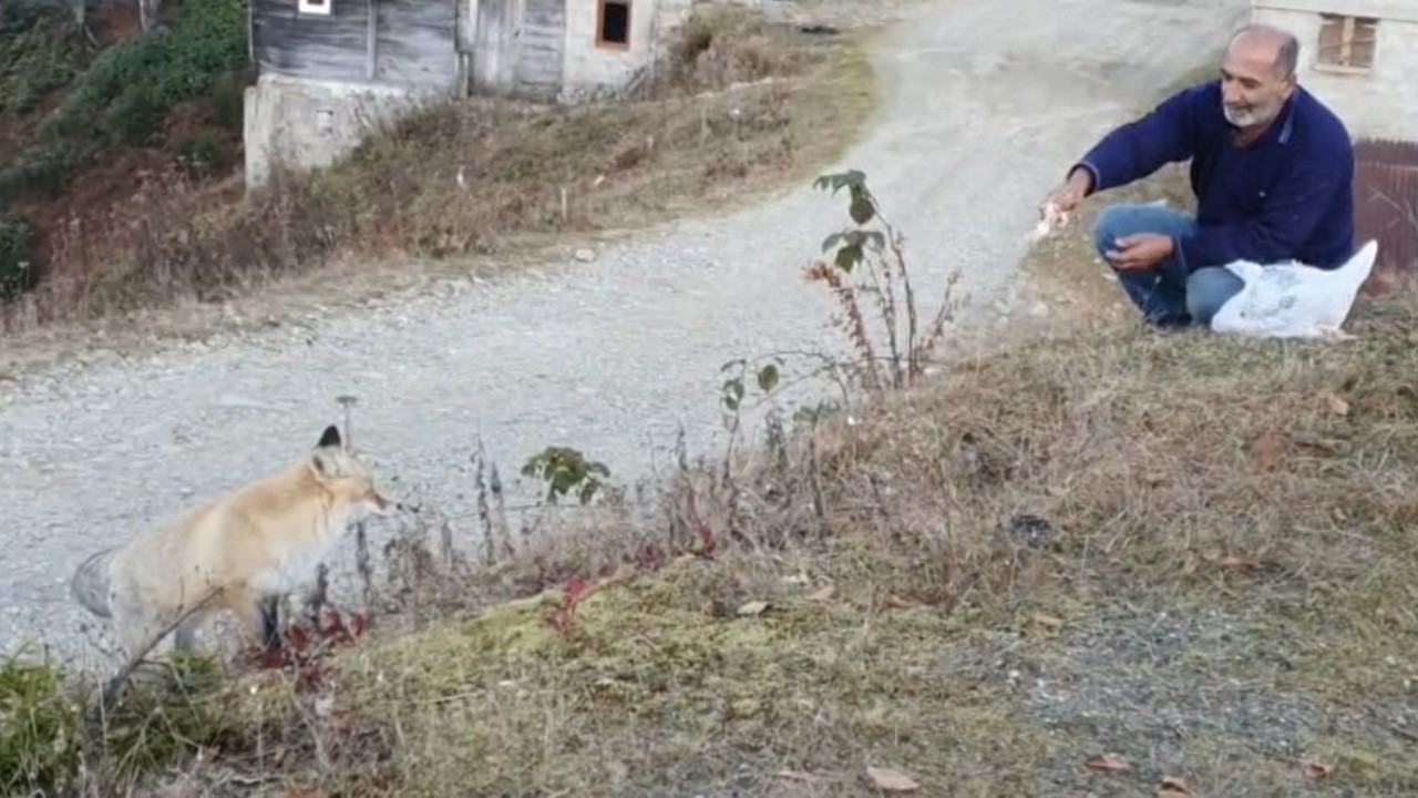 Pimbilona Yaylası’nda sıra dışı dostluk
