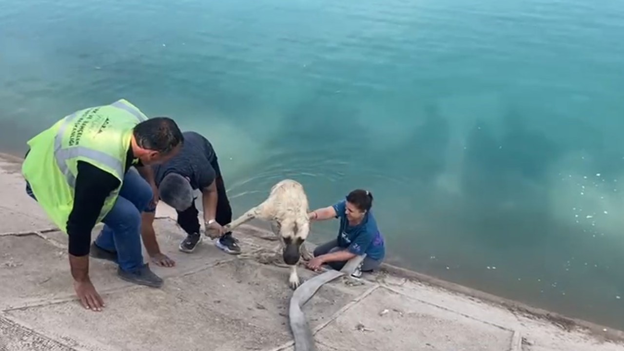 İki çocuklu kahraman anne Fırat’a düşen kangalı böyle kurtardı
