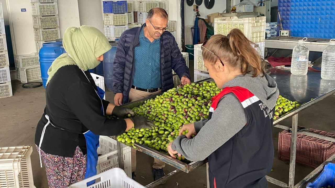 Buharkent’te zeytin rekoltesi ve kalite kontrol çalışmaları sürüyor
