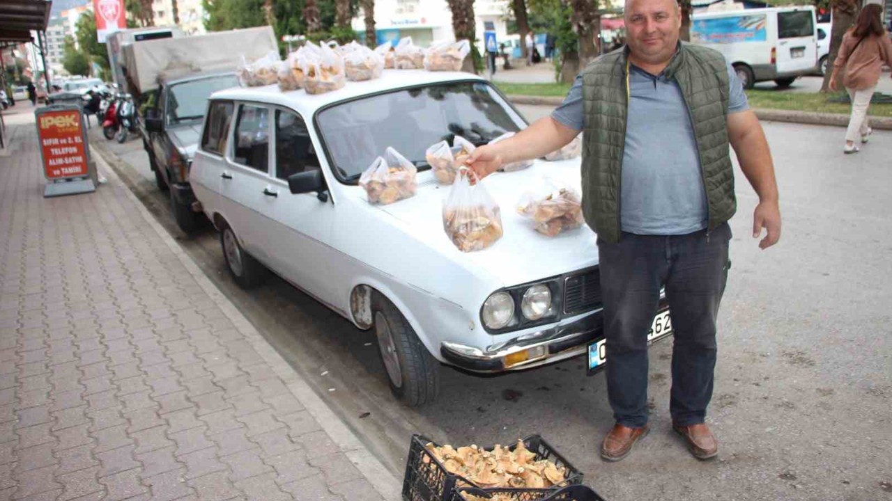 Ormanda sağanak yağmur altında kendiliğinden yetişiyor, kilogramı 350 TL’den satılıyor
