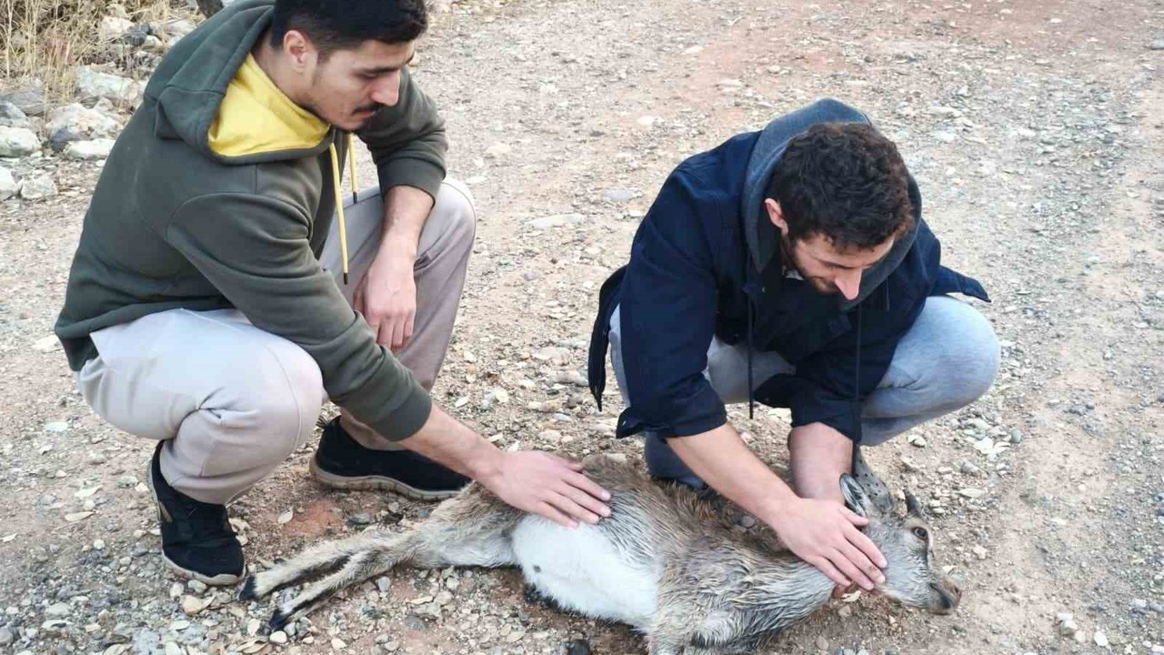 Köpeklerin saldırdığı yavru dağ keçisini 3 kilometre sırtında taşıdılar
