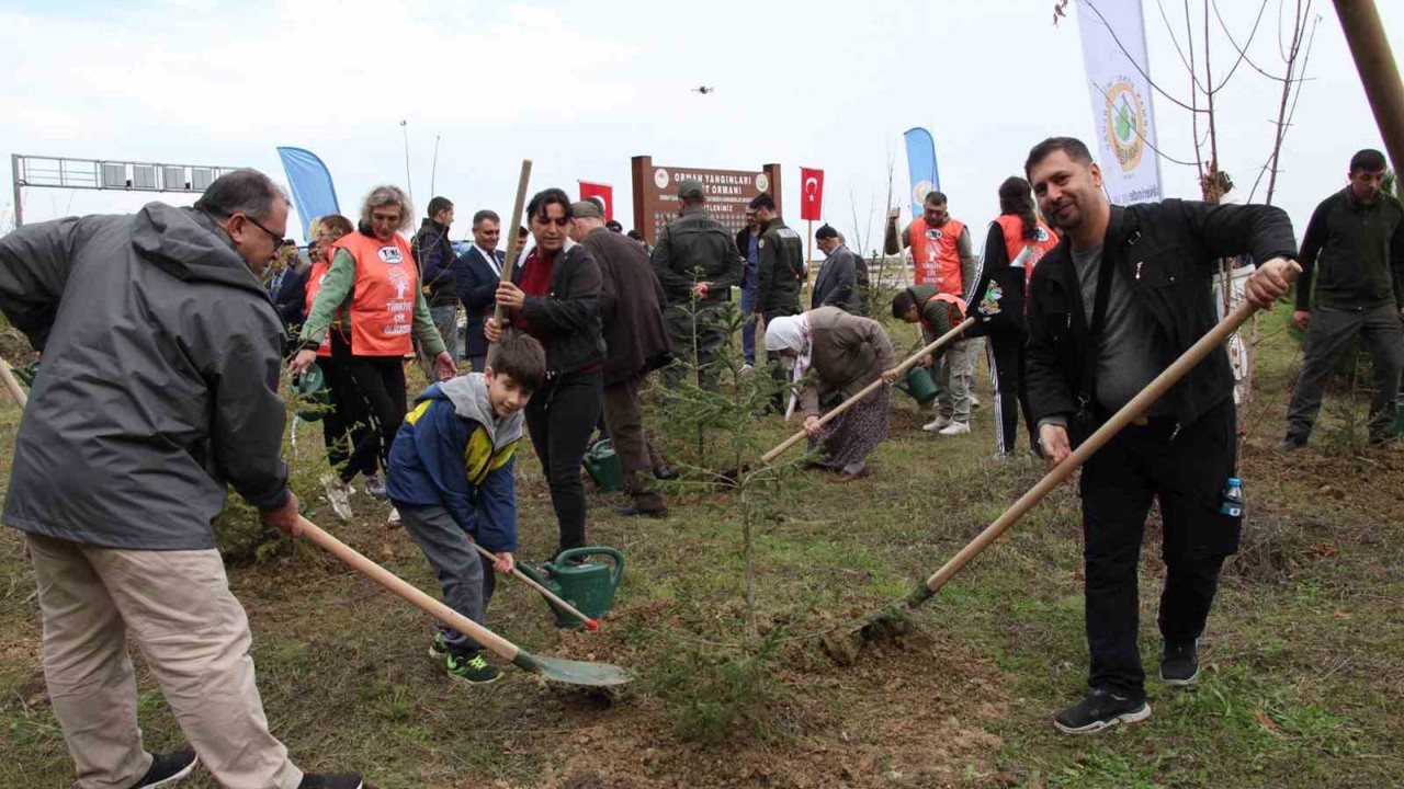 Gerze’de şehit orman görevlileri anısına fidan dikildi
