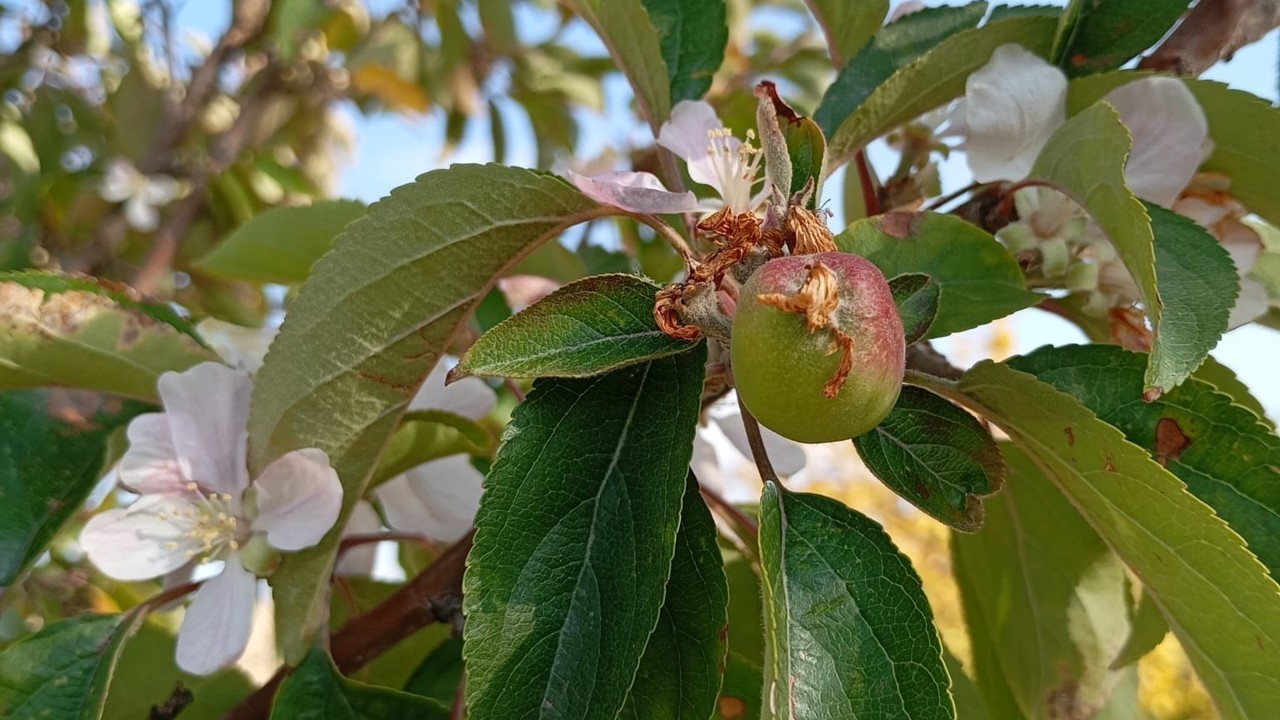 Malatya’da elma ağacı çiçek açıp meyve verdi
