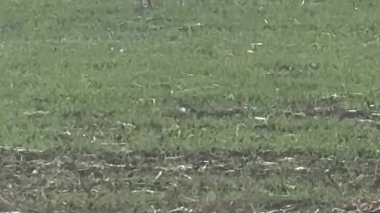 Popülasyonu artan kurtlar köylere indi
