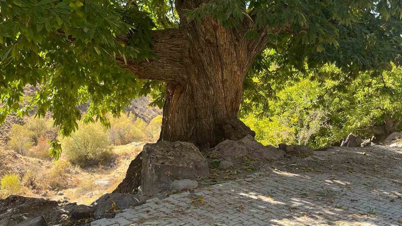 Doğadan ilham alan yarışma
