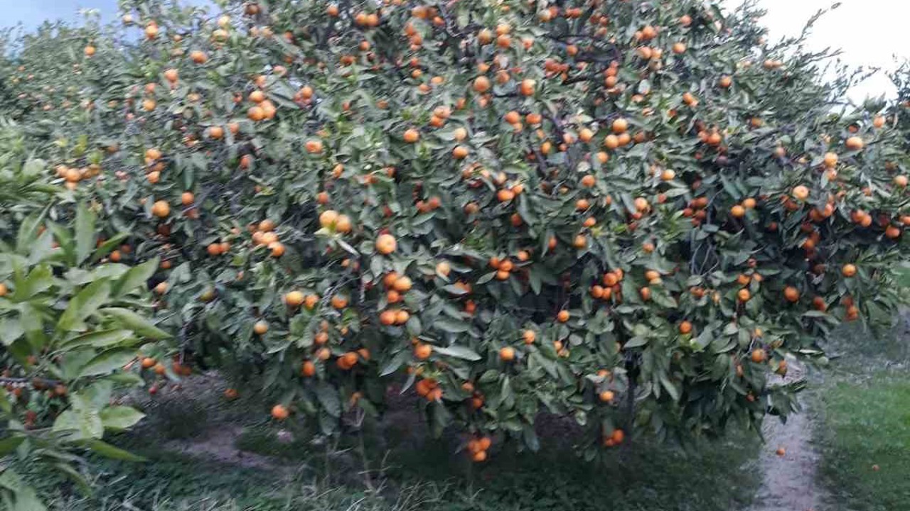 Söke’de zararlı popülasyonunda artış görüldü
