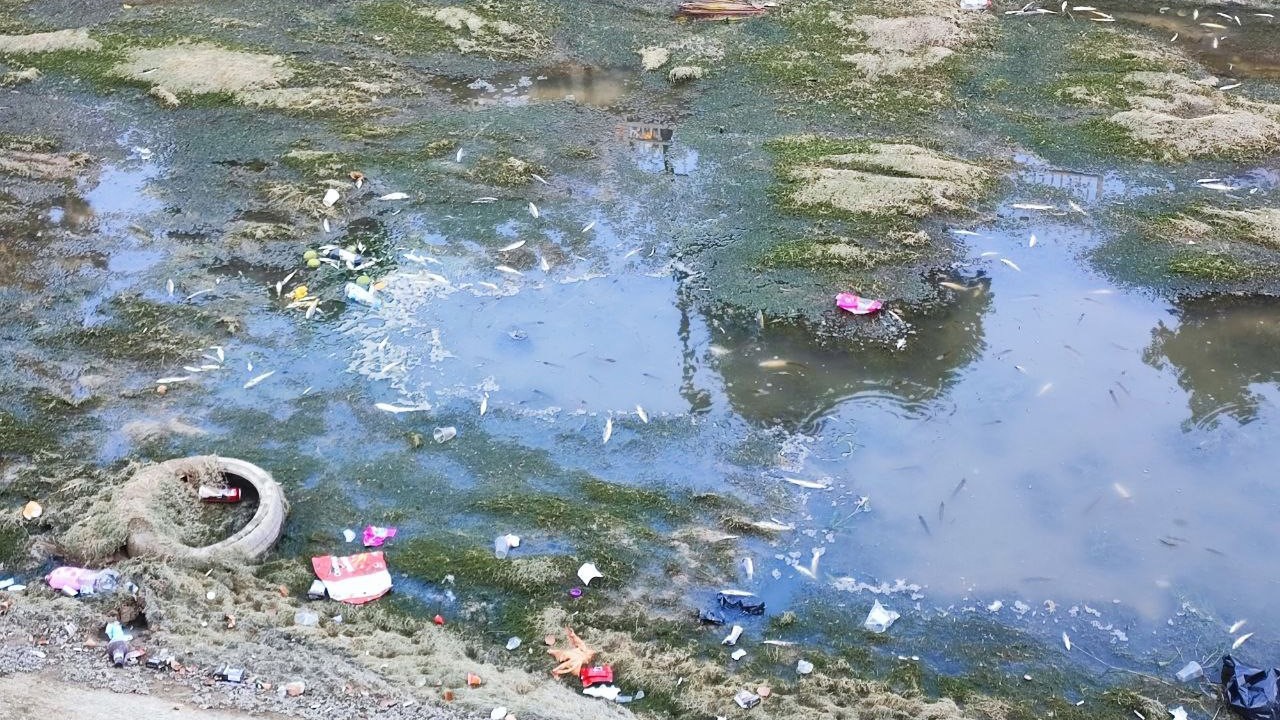 Sulama kanalındaki balıklar telef olmaya devam ediyor
