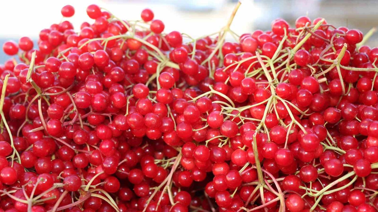 Erzincan’da şifa deposu gilaburuya yoğun ilgi
