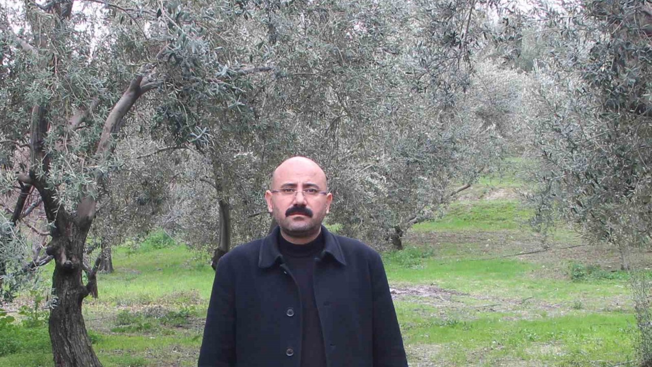 Mut’da bu yıl 120 bin ton zeytin rekoltesi bekleniyor
