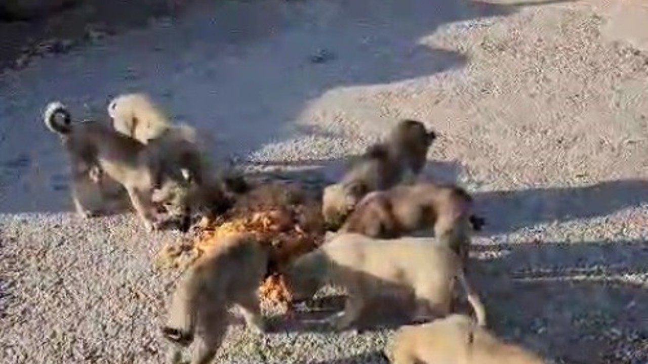 Yolda yalnız değiller: Bayburtlu şoför anne ve yavru köpekleri koca tencere yemekle besledi
