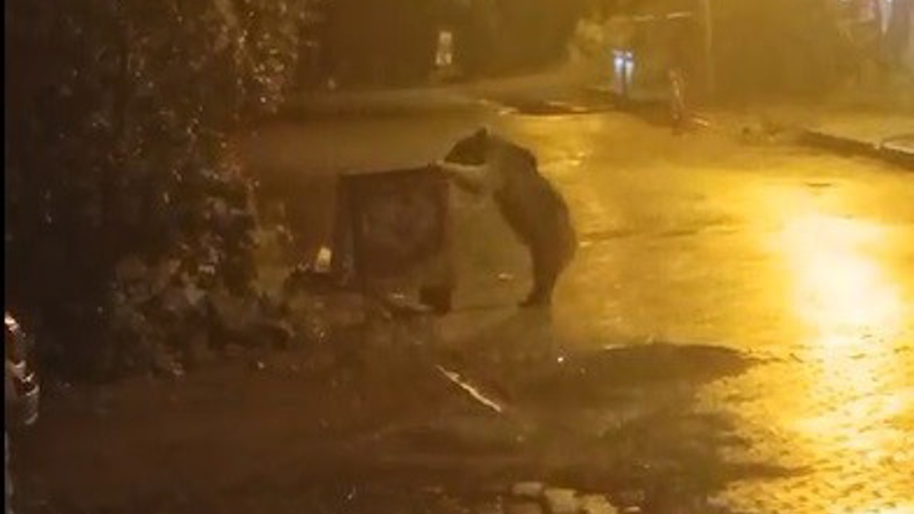 Sarıkamış’ta ayılar kış uykusunu unuttu
