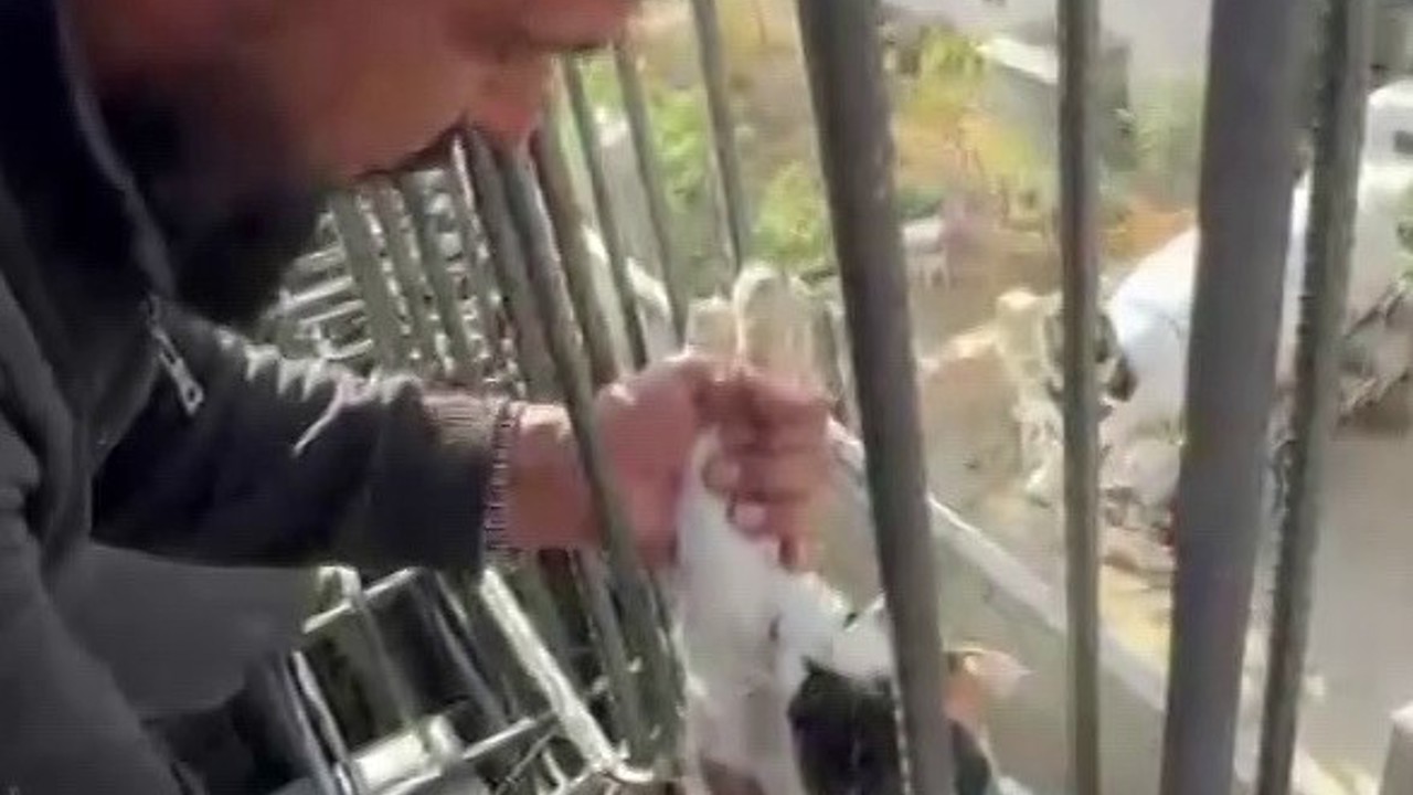 Kedi, dökülen betonun altında kalmaktan son anda kurtarıldı
