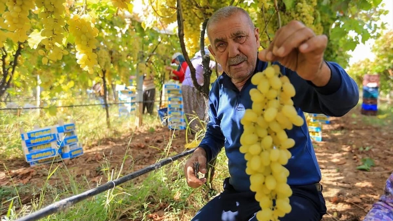 Sarıgöl’de üzüm fiyatları dibe vurdu
