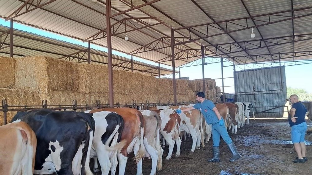 Bozdoğan’da hayvan otlatmak ve hayvan pisliğini dışarı çıkarmak yasaklandı
