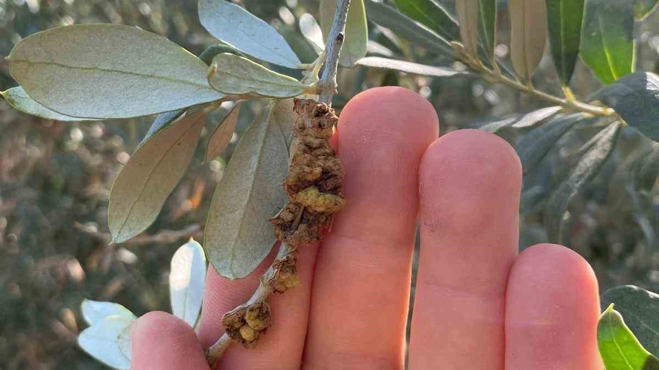 Salihli’de üreticilere zeytin dal kanseri uyarısı

