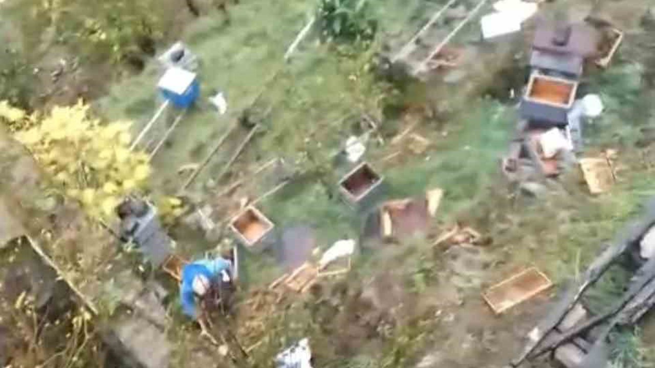 Araklı’da ayılar 50’den fazla kovanı telef etti
