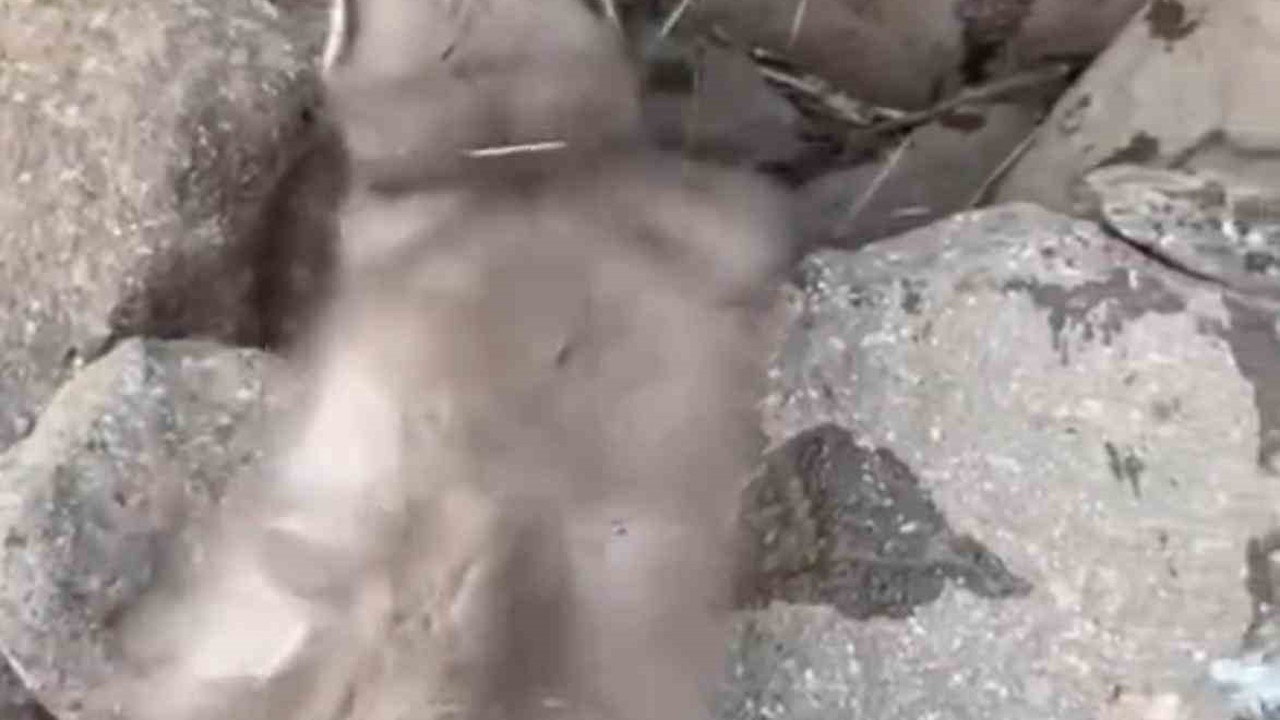 Diyarbakır’da bitkin halde bulunan gelincik, vatandaşlar tarafından görüntülendi
